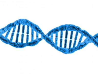 What is DNA? Is it easy to take samples? It is cheap?